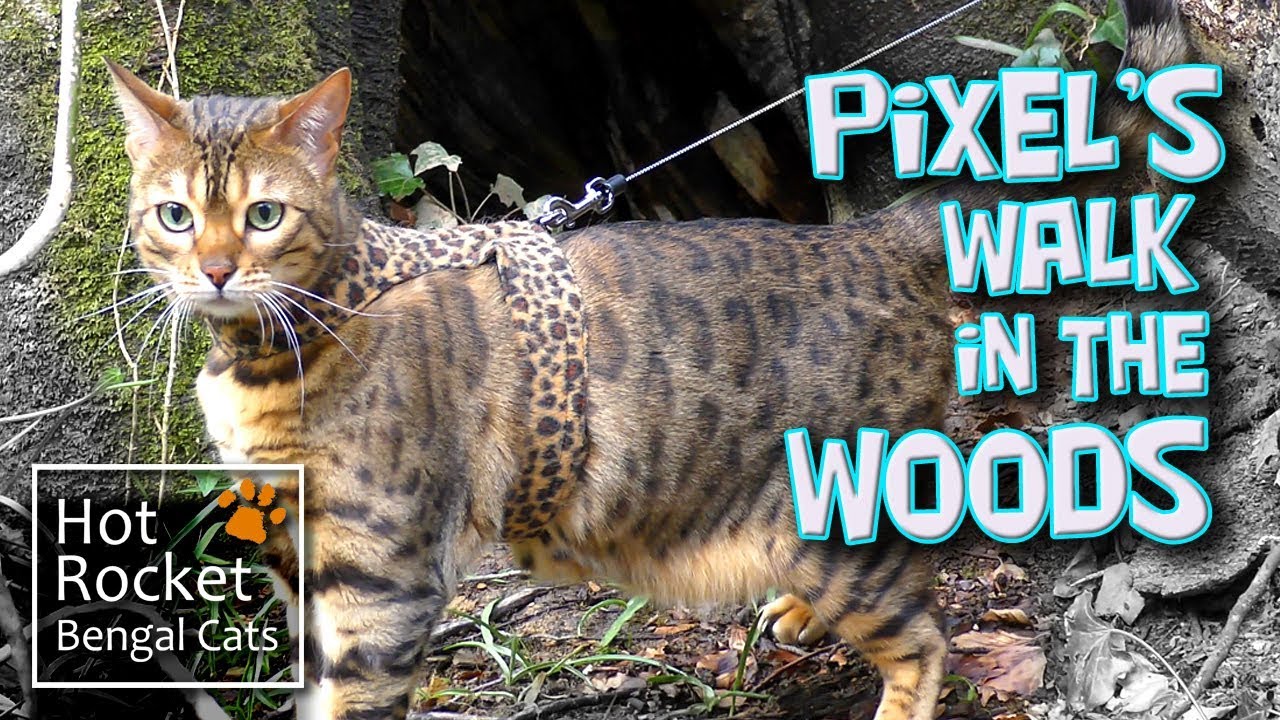 Bengal cat Pixel walking & exploring in the woods (short version)
