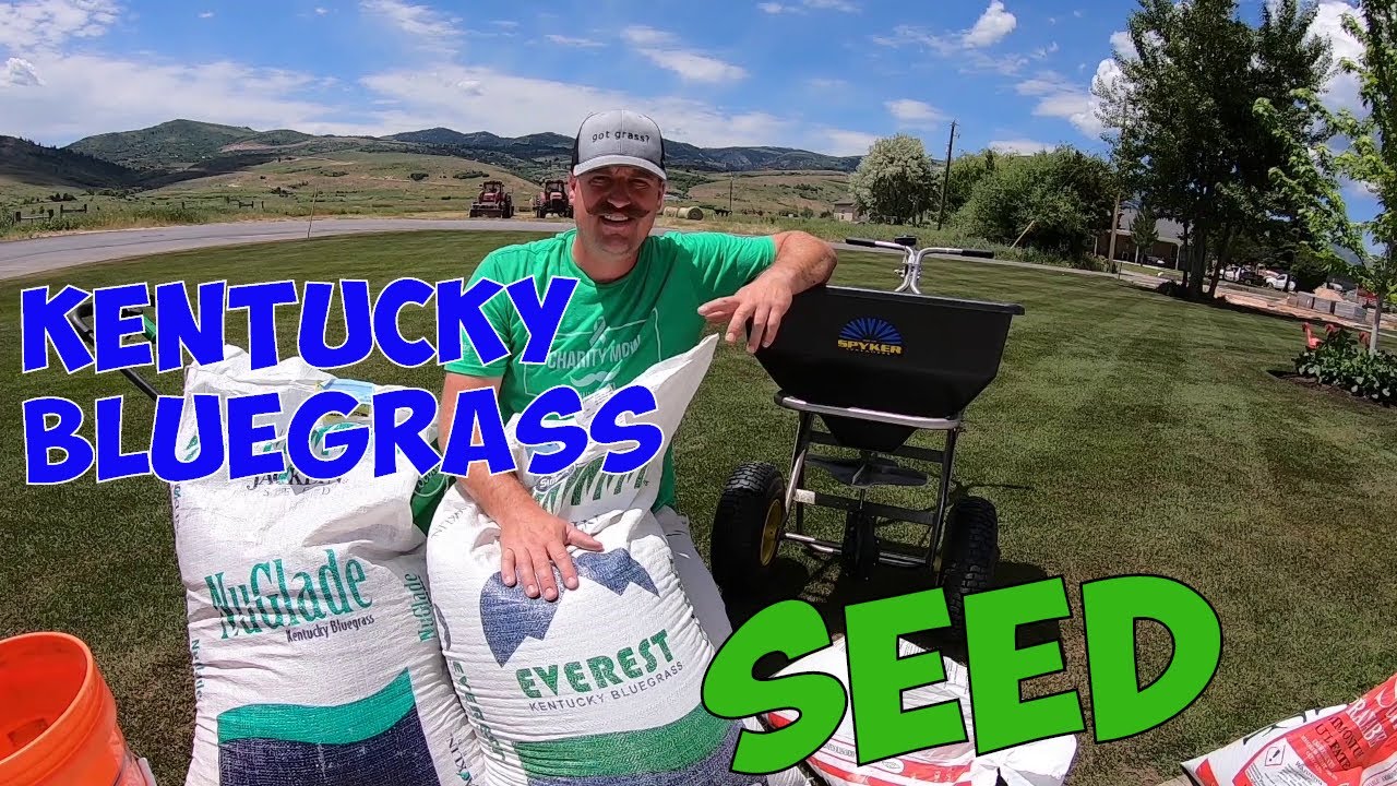 PLANTING KENTUCKY BLUEGRASS SEED