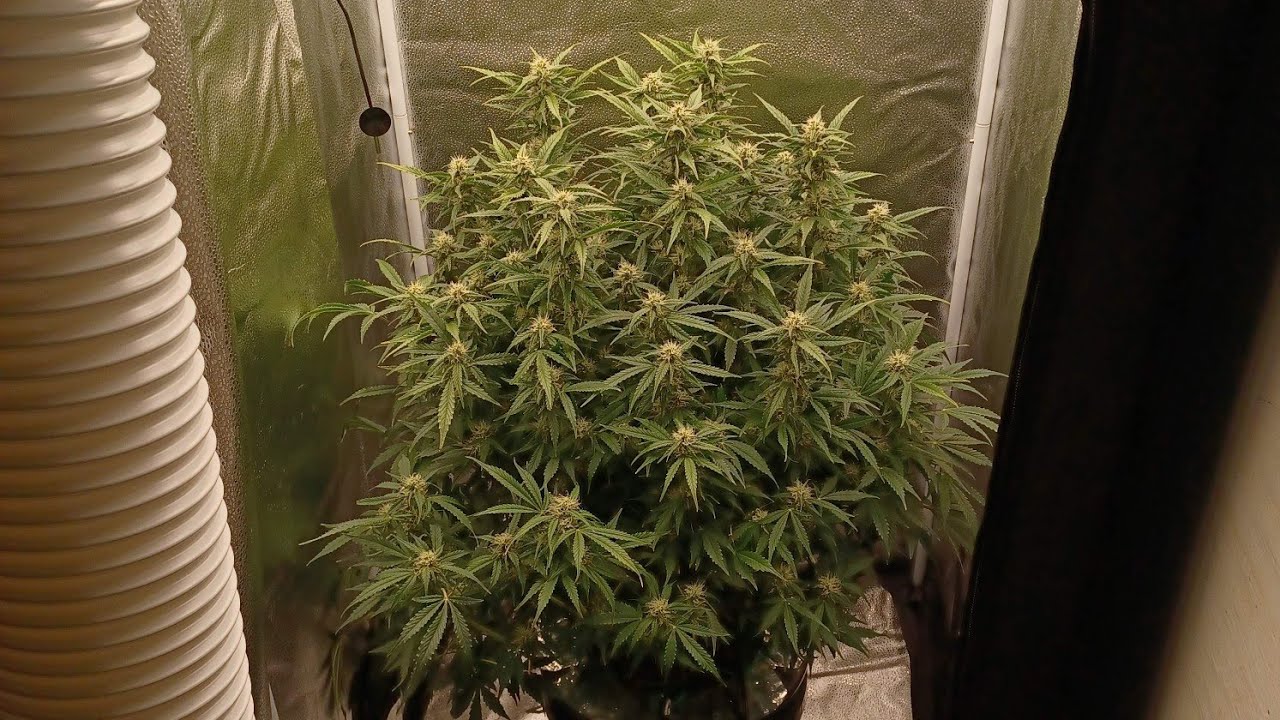 Starting week 8 AMS Pineapple express auto in Spider farmer SE3000 powerhouse setup medical cannabis