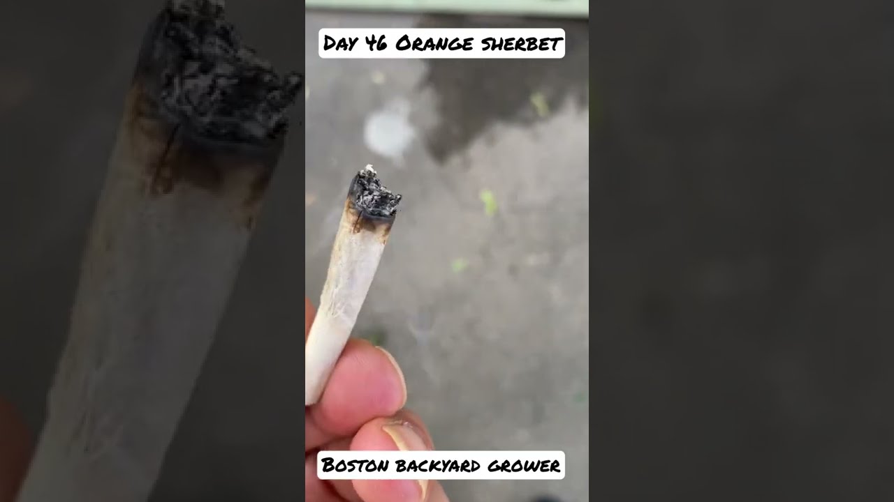 Boston Backyard Grower | Autoflower Outdoor Day 46 FastBuds Autoflowers #shorts