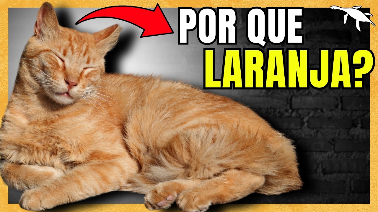 A ORIGEM oculta do GATO VIRA-LATA