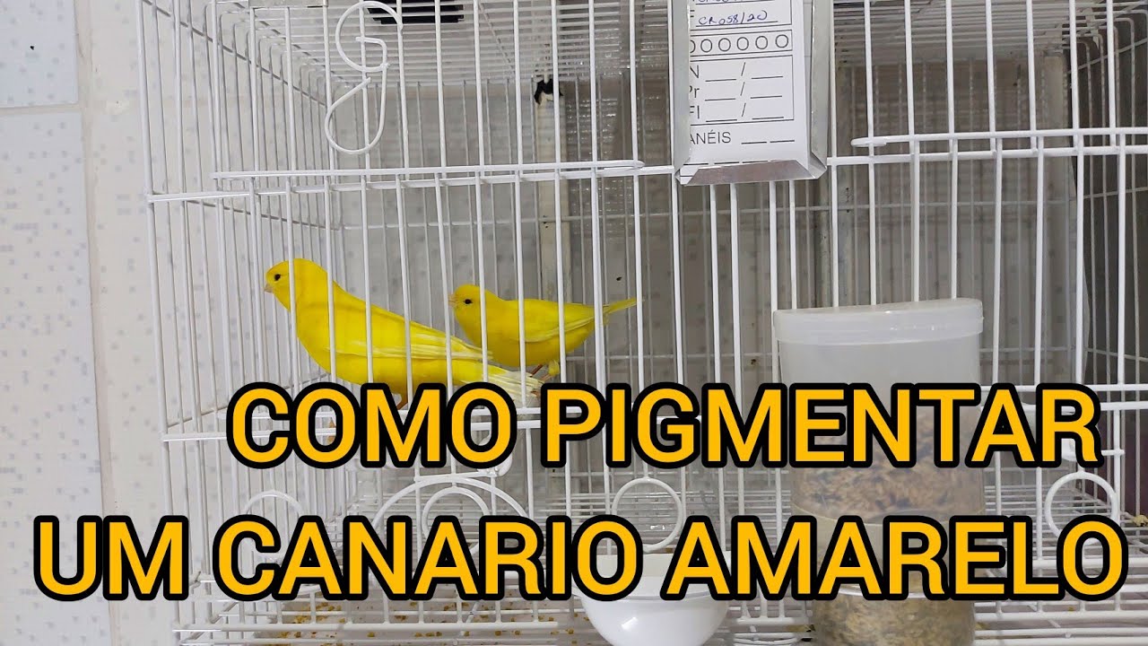 COMO PIGMENTAR UM CANARIO AMARELO - CANARIL RECIFE