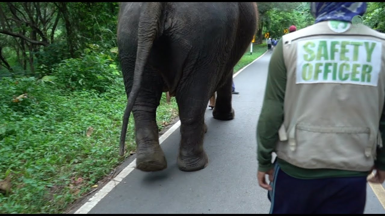 Rescued  Elephant Rattana Kham and Her First Time With No Chain - ElephantNews