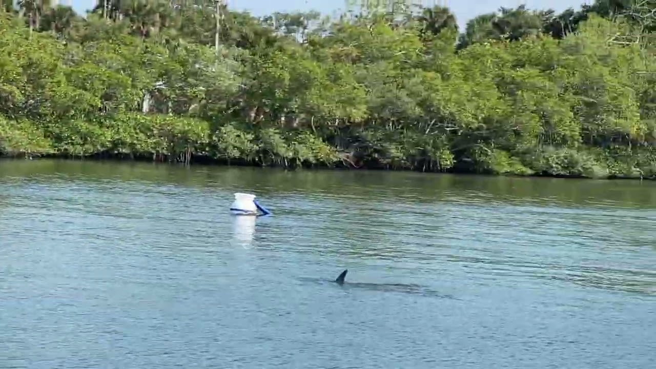 How many Dolphins can you count?