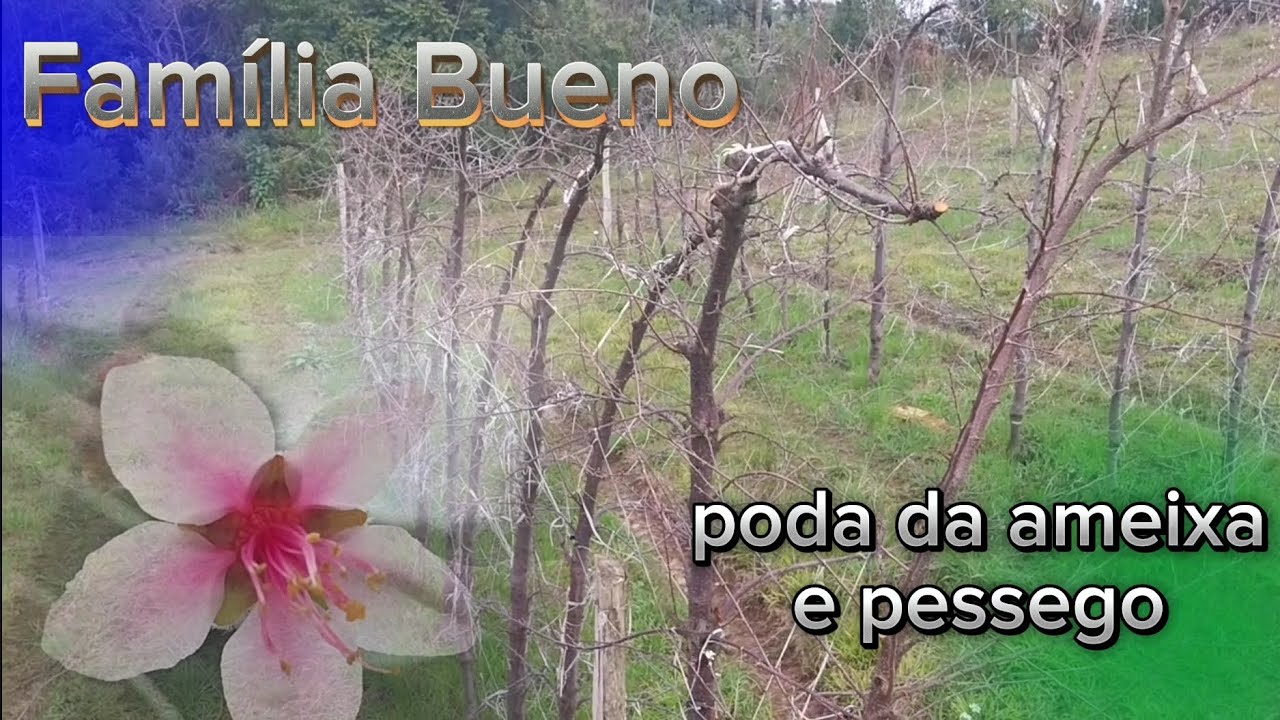 como fazer a poda na ameixa e no pessego