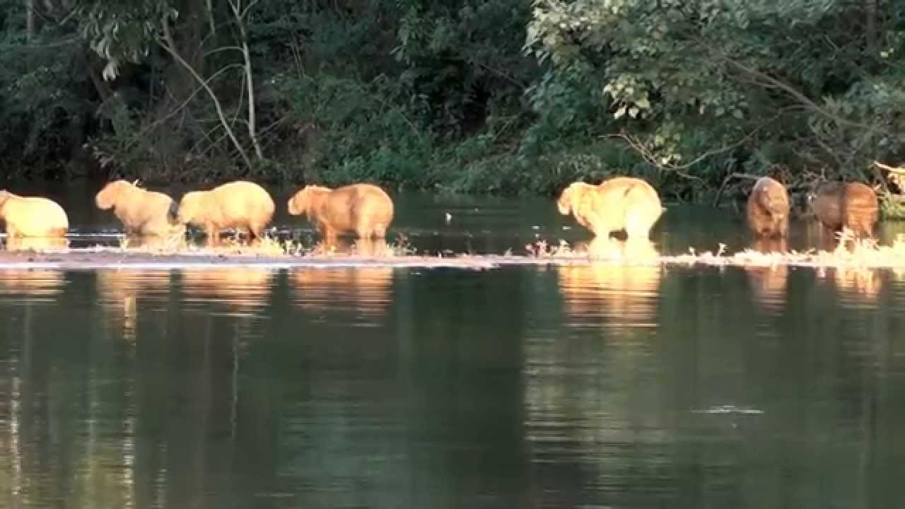 Brazilian fauna, Animals of the Pantanal fauna, Brazil country,