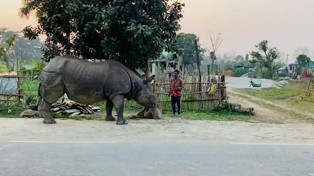 सौराहामा गैडा rhino 🦏 in sauraha chitwan 