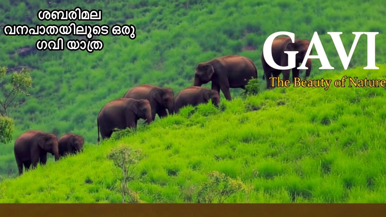 GAVI ONE DAY TOUR PACKAGE | KERALA | PERIYAR TIGER RESERVE | WILDLIFE | SABARIMALA FOREST | TRAVEL