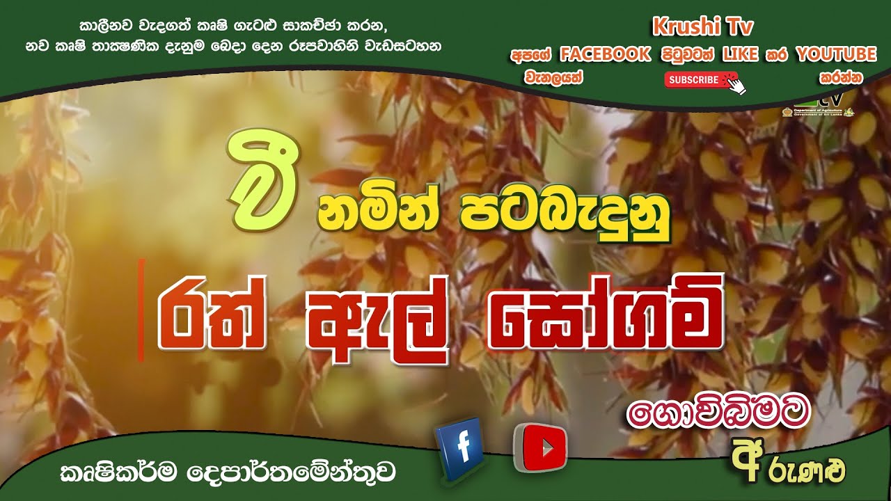 Govibimata Arunalu TV Program | "වී" නමින් පටබැදුනු "රත් ඇල් සෝගම්" | 2026-01-11 | Krushi TV