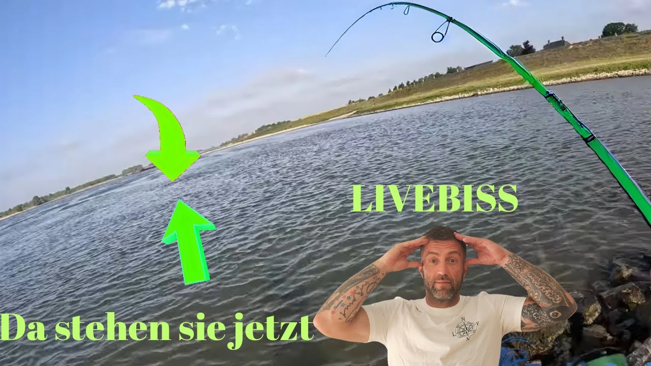 UNGLAUBLICH Was ist nur mit den ZANDERN los