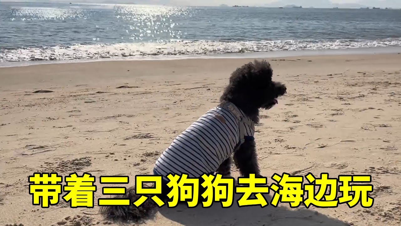新年带着三只狗狗去海边玩，身边的风景也很美
