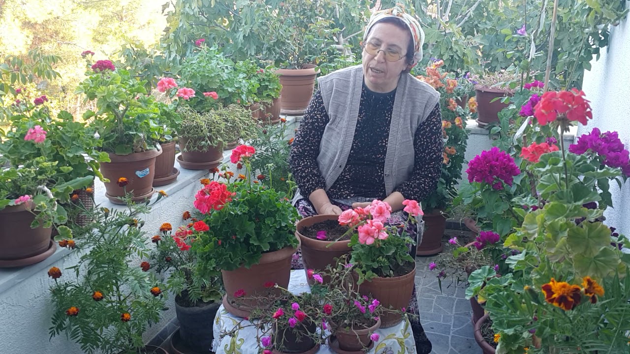 Sardunya çiçeği nasıl dikilir,ne zamandikilir ve bakımı. ....