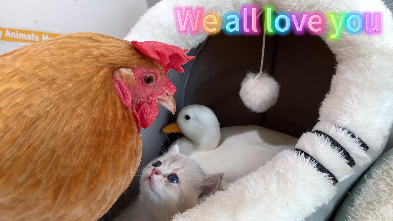 The hen, puppy, rabbit and duck all want to help Kitty take care of the kittens. What a happy family
