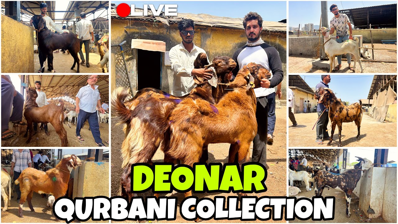 DEONAR BAKRA MANDI QURBANI SPECIAL LATEST UPDATE 2026 || TUESDAY LIVE MARKET ||