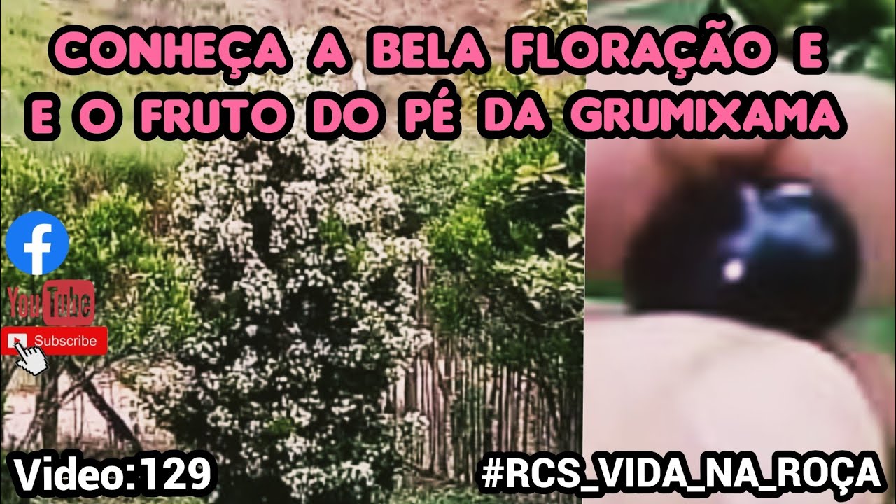 Conheça a bela floração e o fruto do pé da Grumixama-  Video 129.