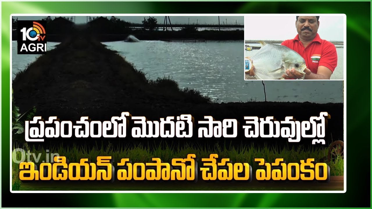 ఇండియన్ పంపానో చేపల పెపంకం | Indian Pompano Fish Cultivation | Matti Manishi | 10TV News