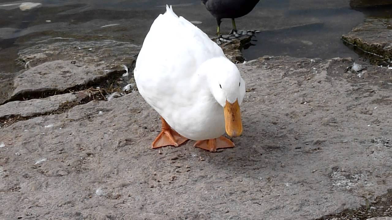 Pekin Eating at Mueller Lake