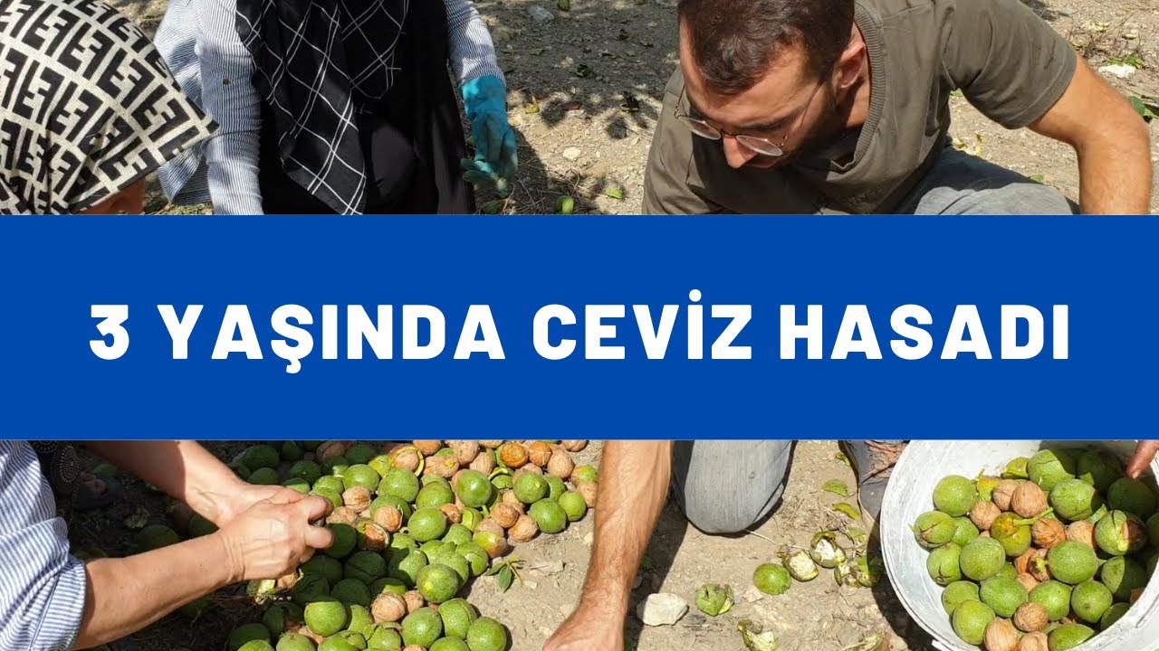 3 Yaşında Ceviz Hasadı Yapıyoruz!
