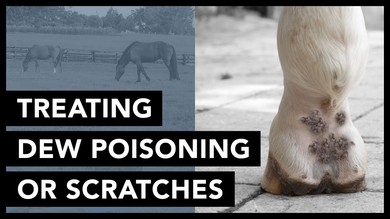 Quick Tip: Treating Dew Poisoning/Scratches