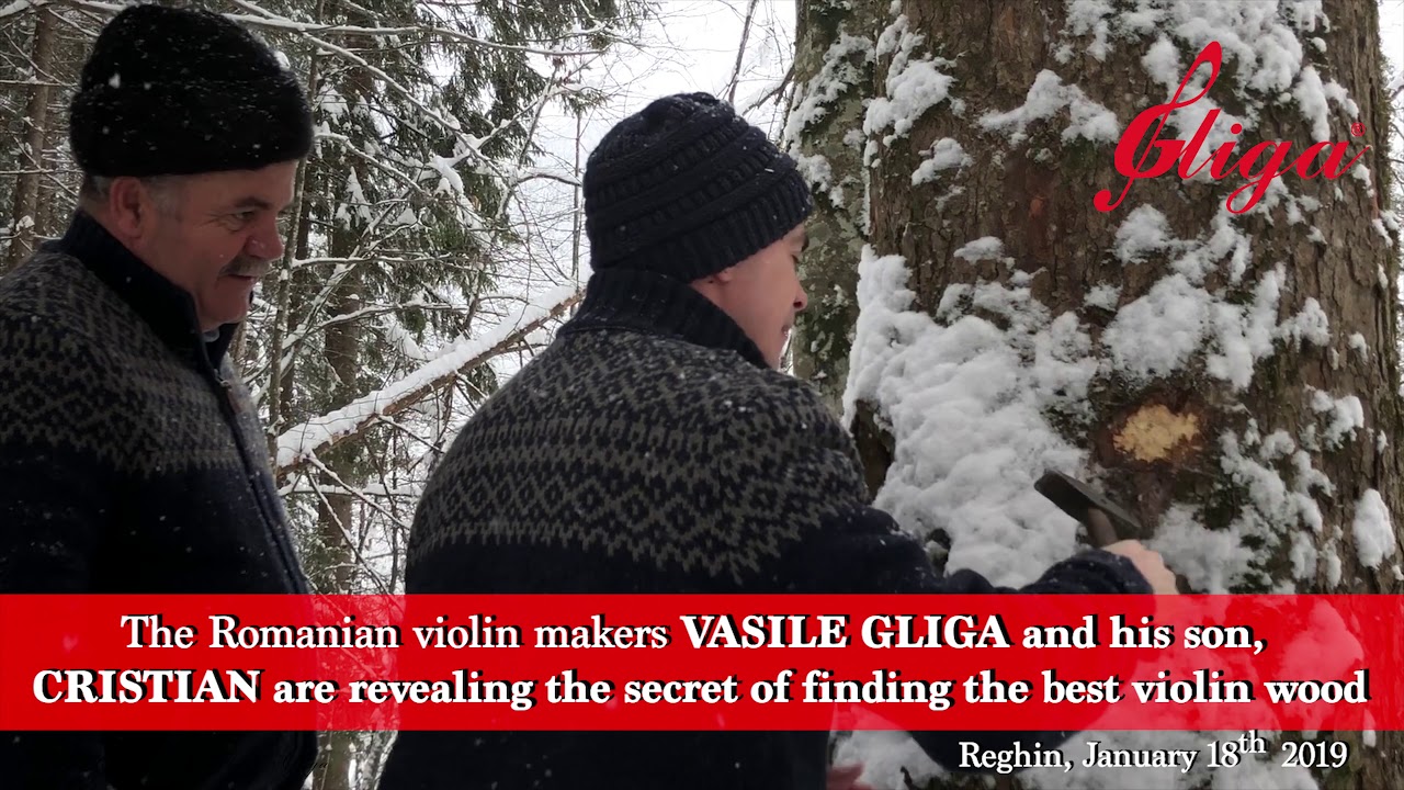 The Romanian Luthiers VASILE GLIGA and His Son, CRISTIAN- finding the best wood for making violins