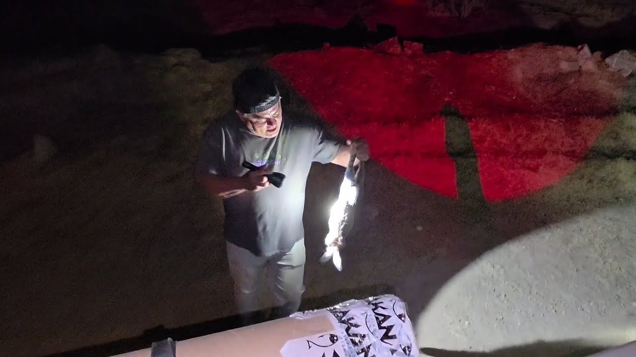 Caza nocturna de conejos 🐰  Fx king 600 RSD 25.6 a 1015fps