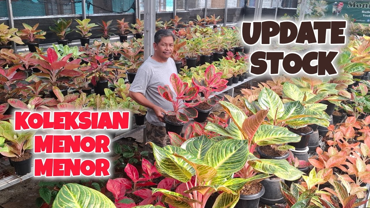 STOK BARU LAGI NIH !! KUALITAS OKE PUNYA !!