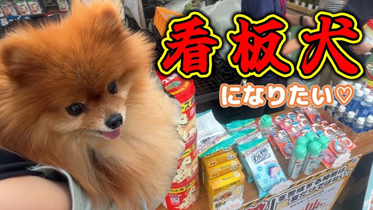 【ホームセンター】看板犬れお君爆誕？アースペットさんお待ちしてますｗ