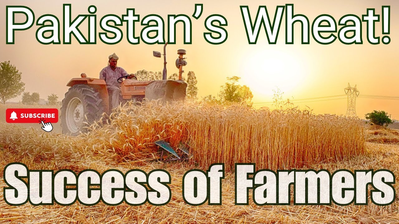 Pakistan's Wheat (Record Production in 2024) - Success of Farmers || Success of Pakistan