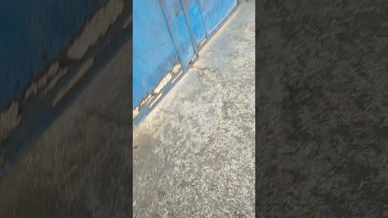 #realfight#shorts#youtubeshorts#goatfight