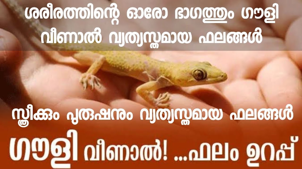 ശരീരത്തിന്റെ ഓരോ ഭാഗത്തും ഗൗളി വീണാൽ വ്യത്യസ്തമായ ഫലങ്ങൾ ! സ്ത്രീക്കും പുരുഷനും വ്യത്യസ്തമായ ഫലങ്ങൾ