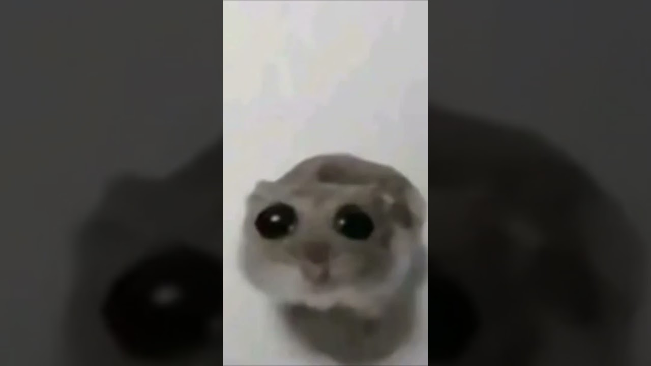 Sad mouse with violin