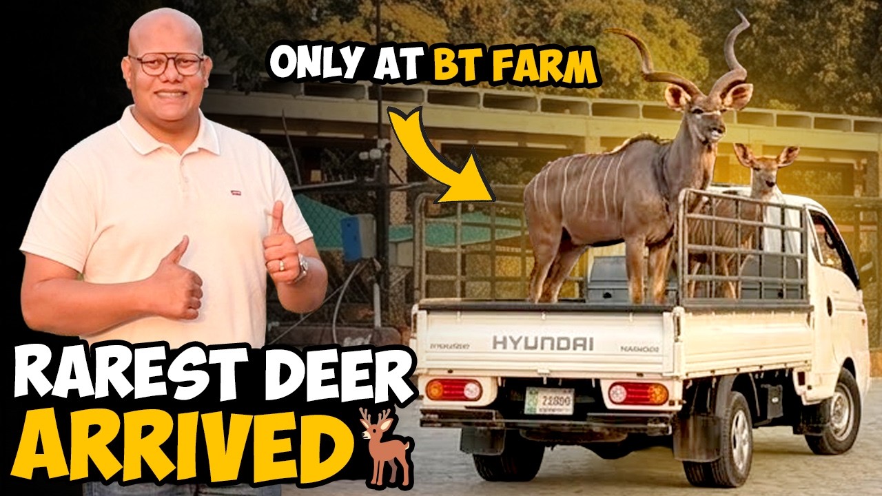 Pakistan Ka Iklota Deer Le Aaye 😱 World’s Rarest Deer 🦌 | BT Farm Stories