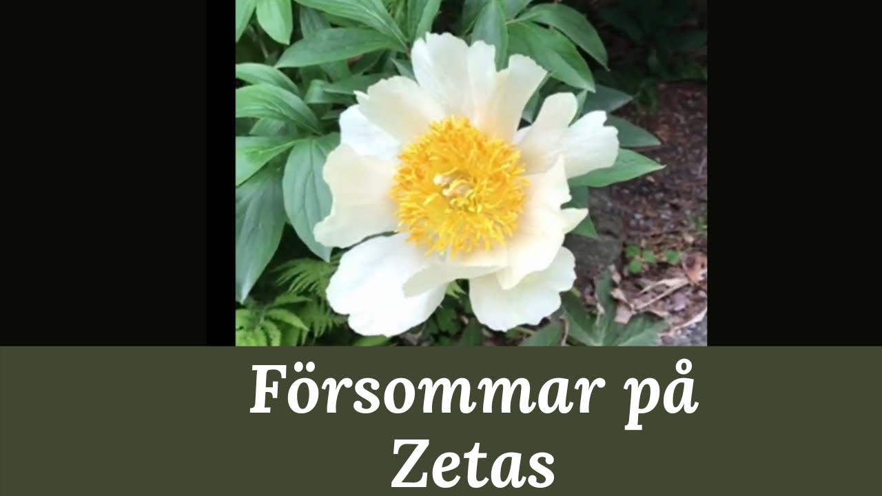 Rundvandring på Zetas Trädgård