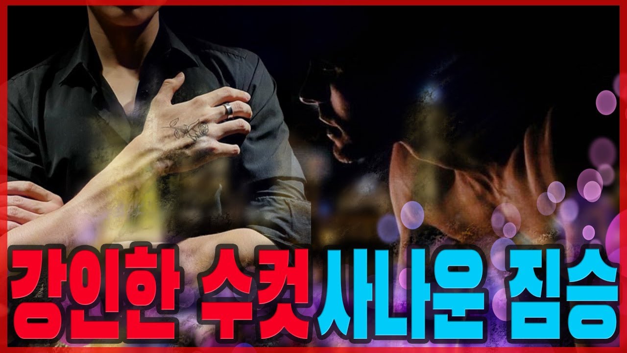 수컷 향기가 궁금하신가요??  알면 다쳐요....교결작가님 도장깨기 !!!