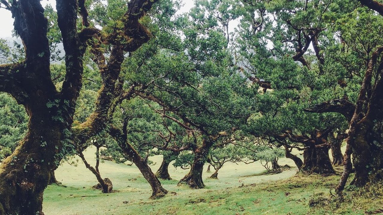 РЕЛИКТОВЫЙ ЛАВРОВЫЙ ЛЕС. Laurissilva Forest. Madeira. Portugal