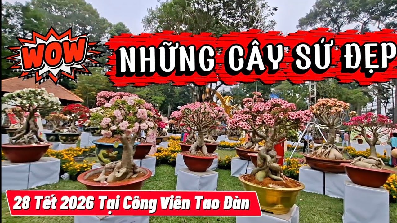 Review Những Hoa Sứ đẹp được trưng bày tại công viên Tao đàn 28 Tết 2026 #tintucchannel 