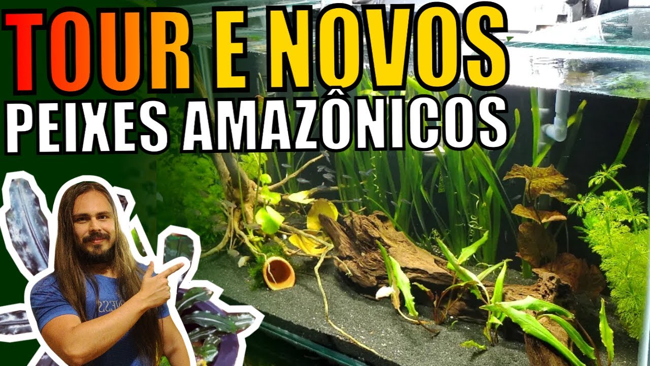 🔴TOUR NA LOJA MUNDO DOS DISCOS + COMPREI MAIS PEIXES PRO AQUÁRIO AMAZÔNICO |Mr. Betta|