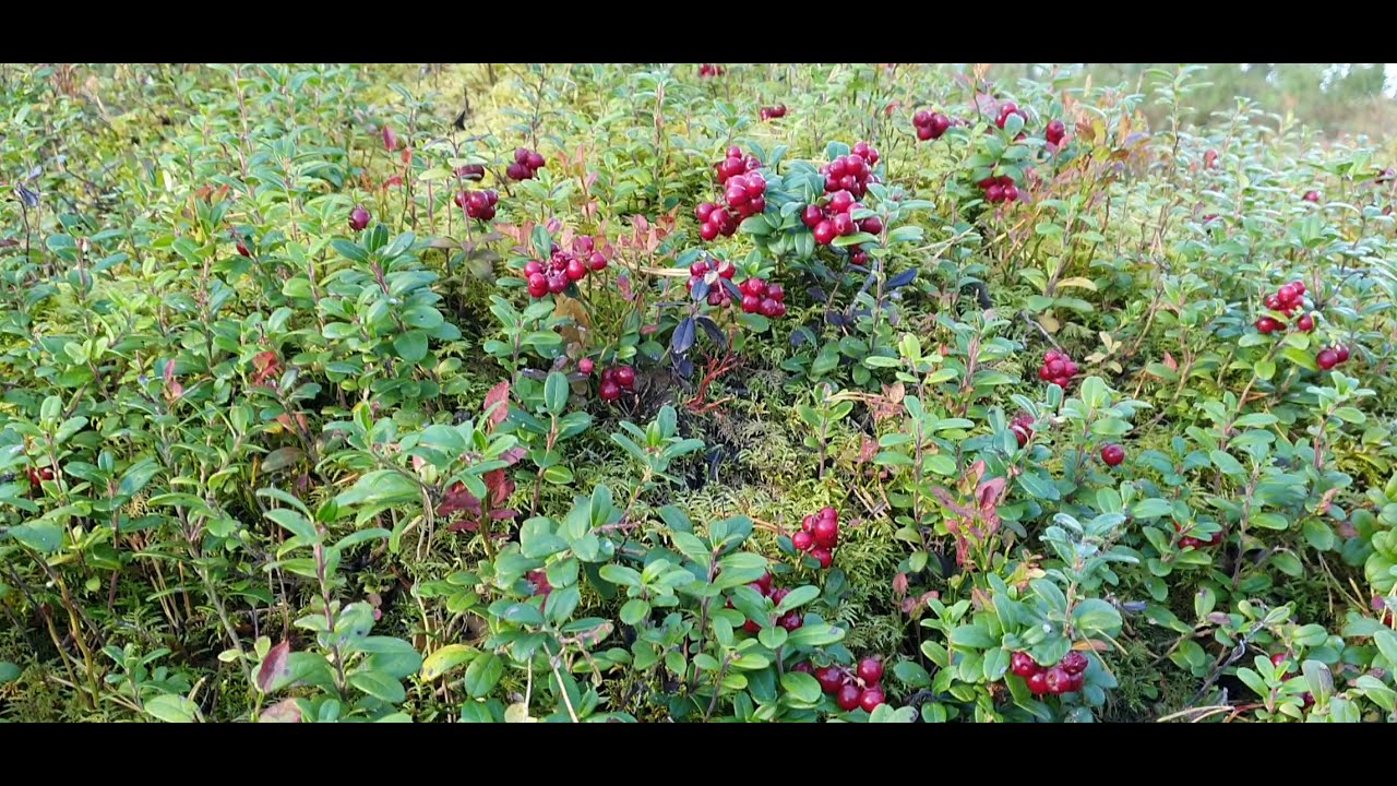 Finnish Superfood lingonberry (Vaccinium vitis-idaea)