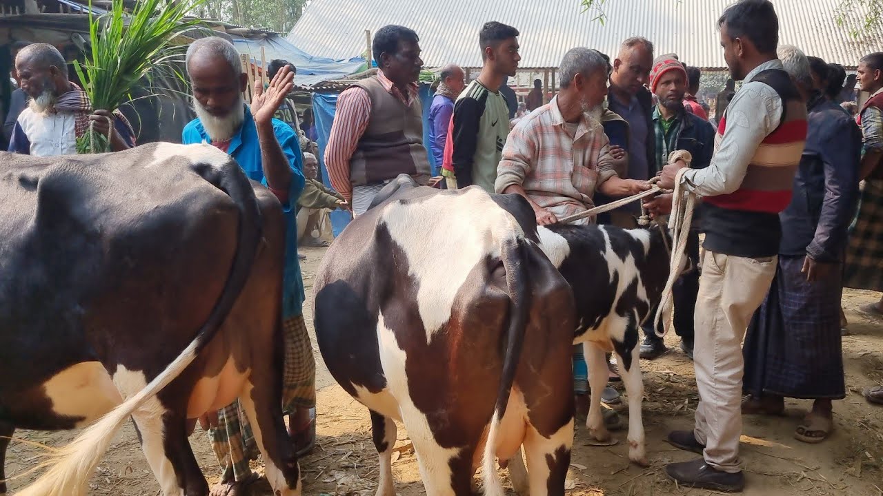 @আজ ২১ জানুয়ারি ২৬ | বাচ্চাসহ ফ্রিজিয়ান ক্রস,শাহিওয়াল গাভীর দাম | আফতাবগঞ্জ হাট | দিনাজপুর 