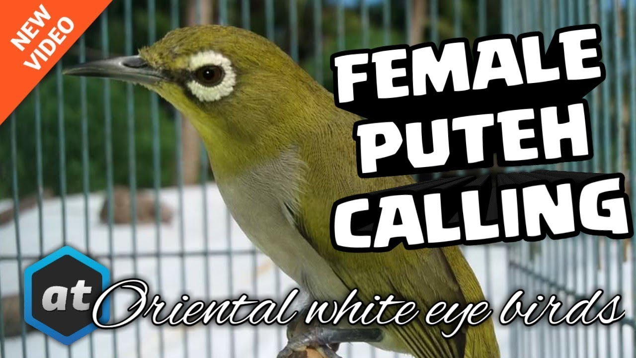 FEMALE MATA PUTEH CALL   PLECI AURIVENTER BETINA MEMANGGIL JANTAN