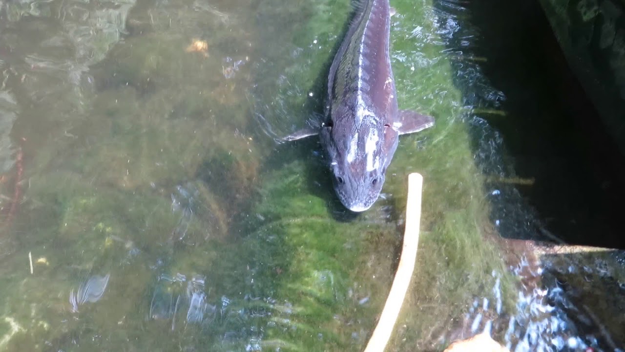 Home, Sweet Home . My sweet sturgeon)) Holland