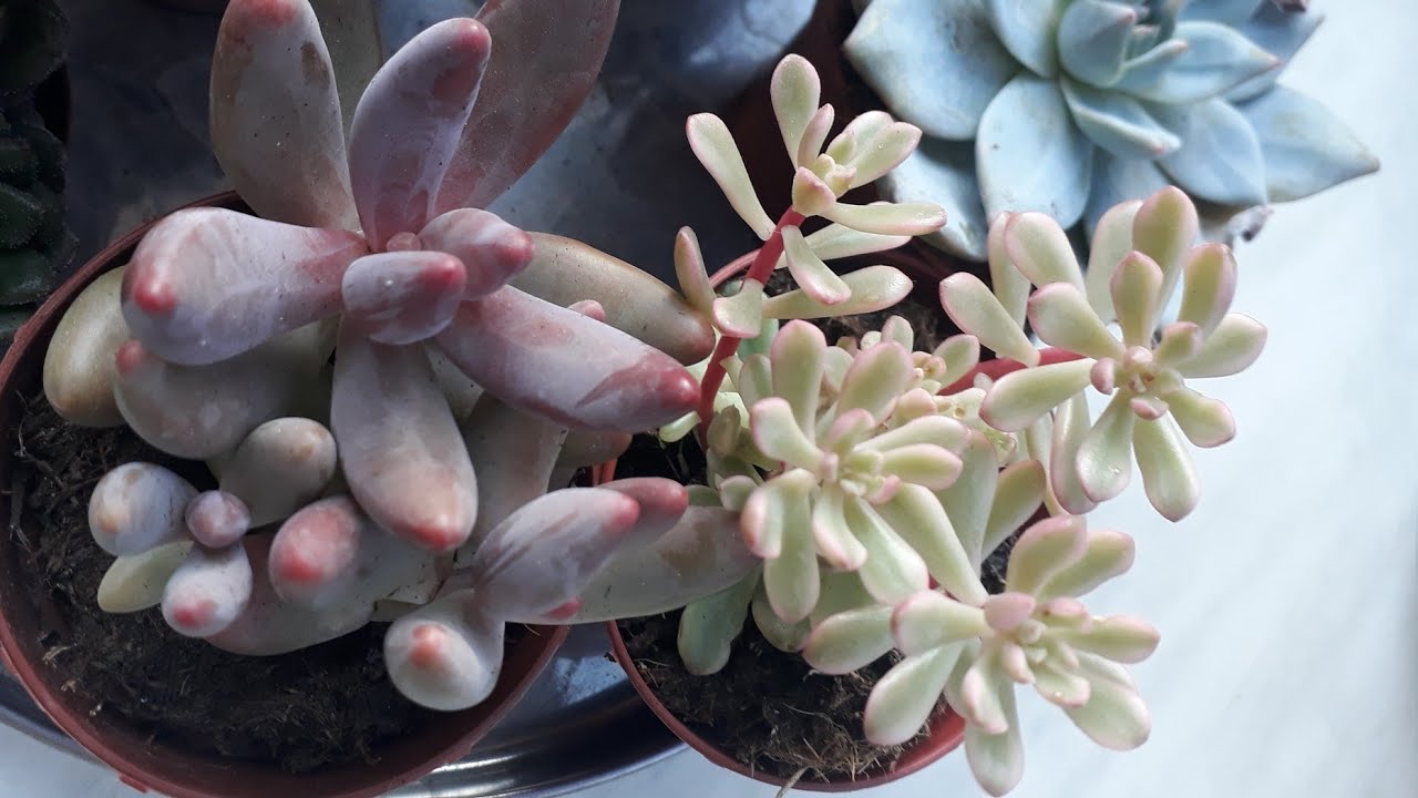 Kargom geldi birlikte açıyoruz :) Yeni Sukulent Türlerim /Kaktüs Marketi ne teşekkürler 🌱