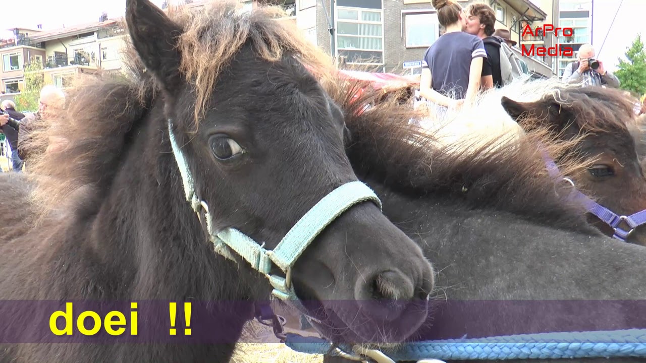Elst  (Gld)  --  758e editie van de Paardenmarkt  -  2018