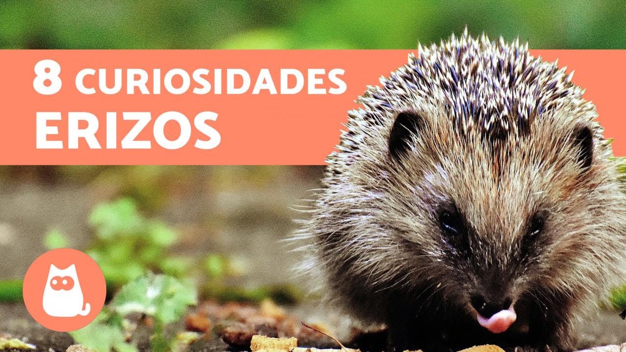 8 CURIOSIDADES sobre los ERIZOS que debes conocer