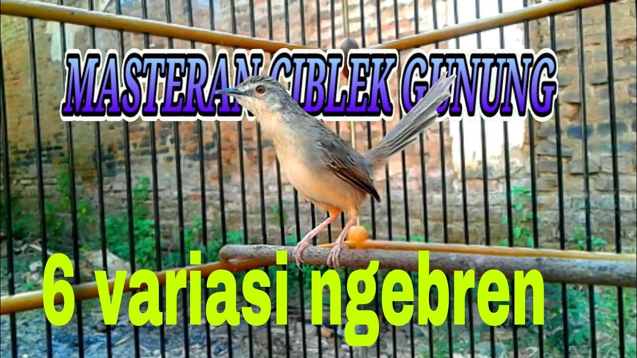 6 VARIASI CIBLEK GUNUNG NGEBREN COCOK BUAT MASTERAN