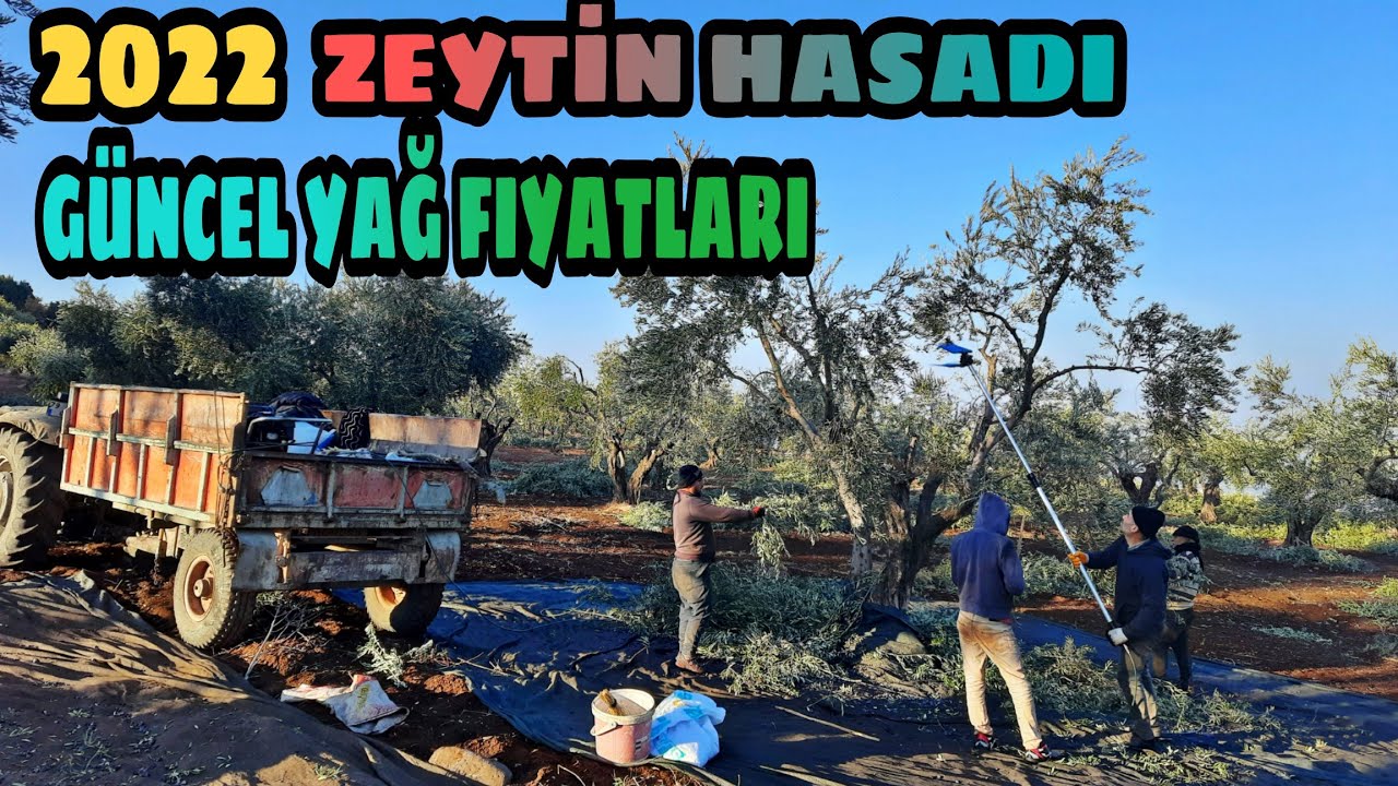 2022 ZEYTİN HASADI ve GÜNCEL YAĞ FİYATLARI.