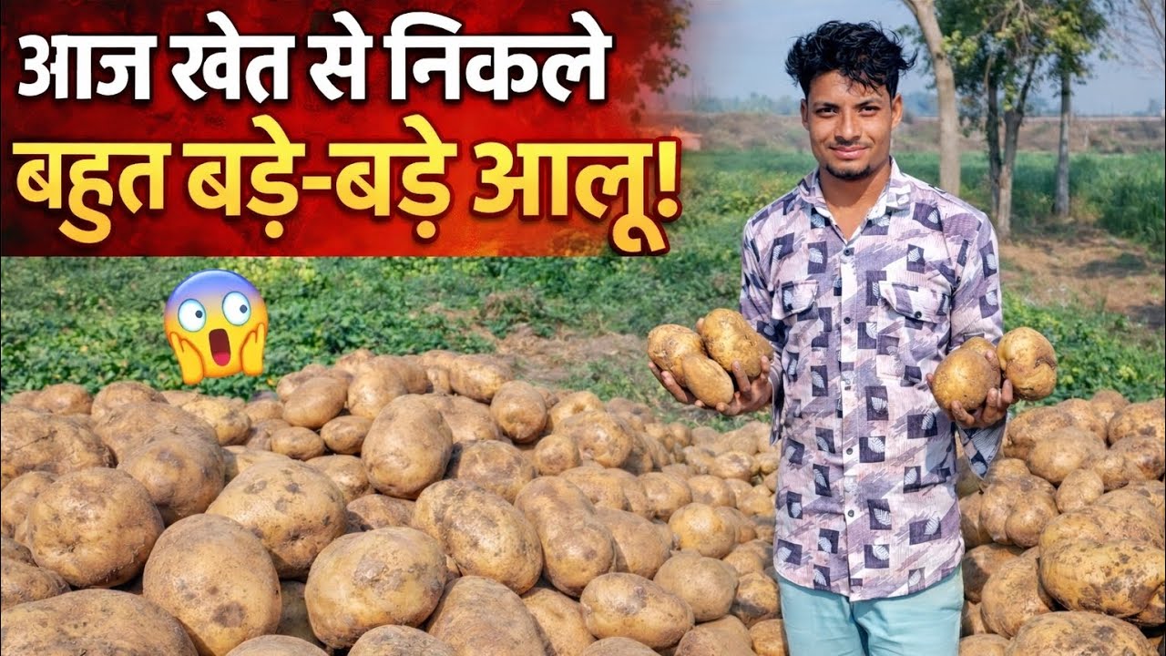 🤯 खेती का चमत्कार – अपने खेत के सबसे बड़े आलू@vipinthakur8650 