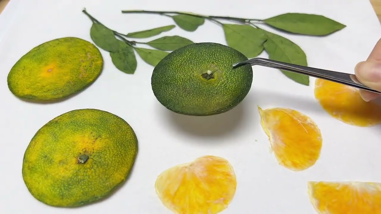 台州的橘子干！ 台州的橘子干！可惜不能吃