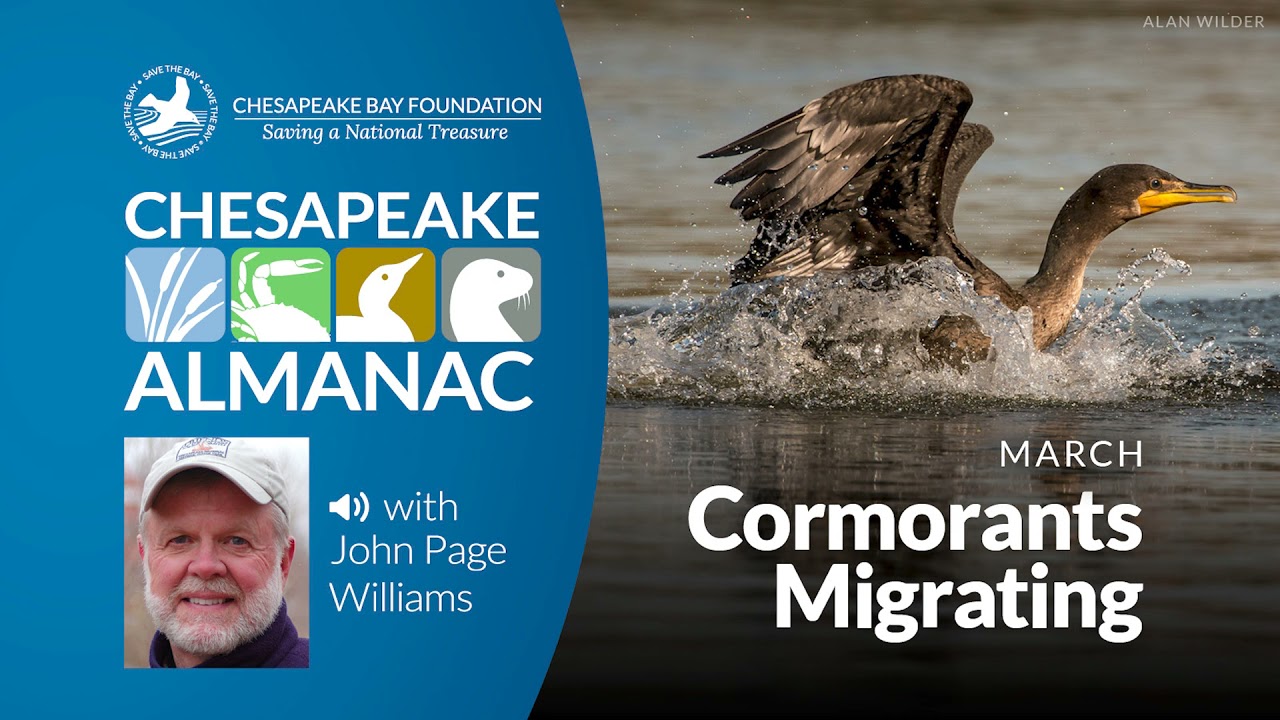 March: Cormorants Migrating