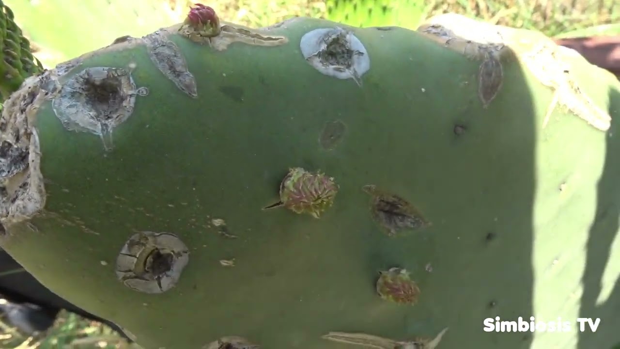 Como podar un nopal para tener buena producción y eliminar las pencas
